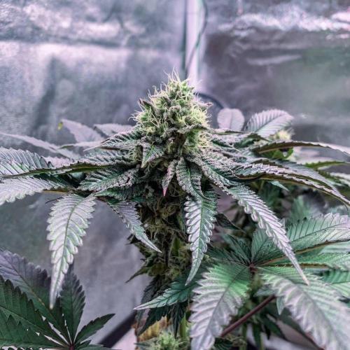 ØRGANIC • Runtz x Layer Cake. Week 9