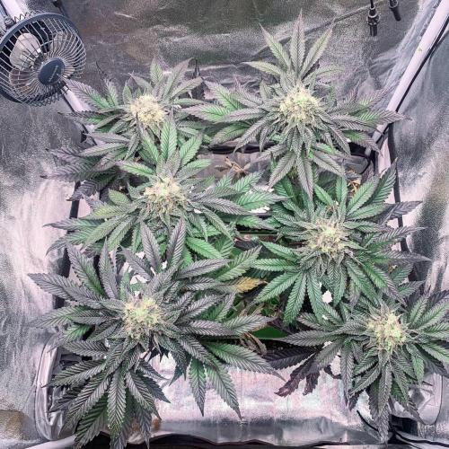 ØRGANIC • Runtz x Layer Cake. Week 10