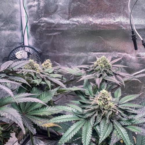 ØRGANIC • Runtz x Layer Cake. Week 10