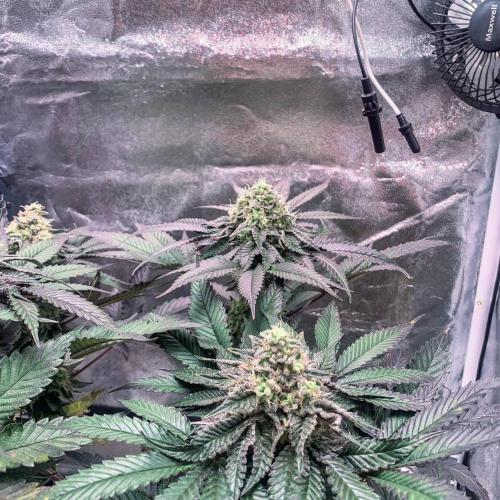 ØRGANIC • Runtz x Layer Cake. Week 10