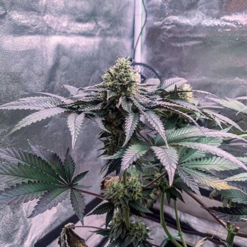 ØRGANIC • Runtz x Layer Cake. Week 10