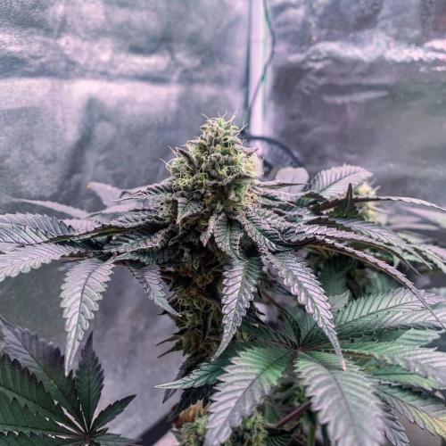 ØRGANIC • Runtz x Layer Cake. Week 10