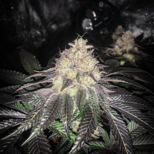 ØRGANIC • Runtz x Layer Cake. Week 11