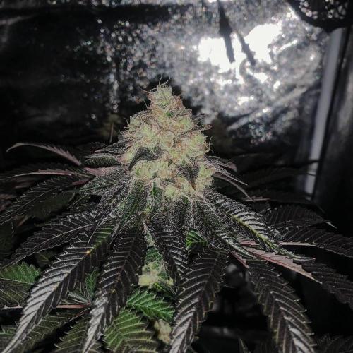ØRGANIC • Runtz x Layer Cake. Week 11
