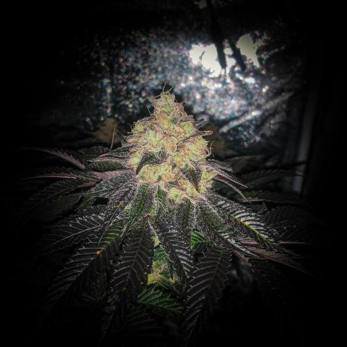 ØRGANIC • Runtz x Layer Cake. Week 11