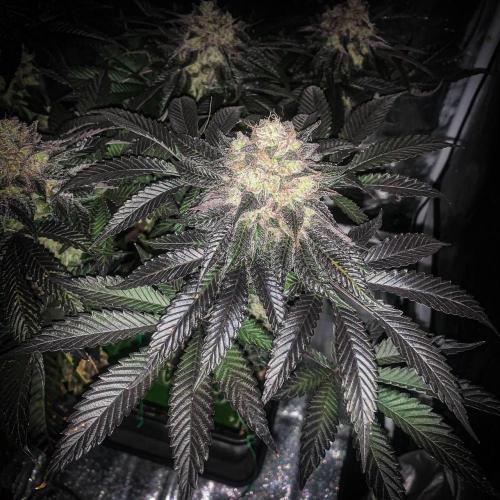 ØRGANIC • Runtz x Layer Cake. Week 11