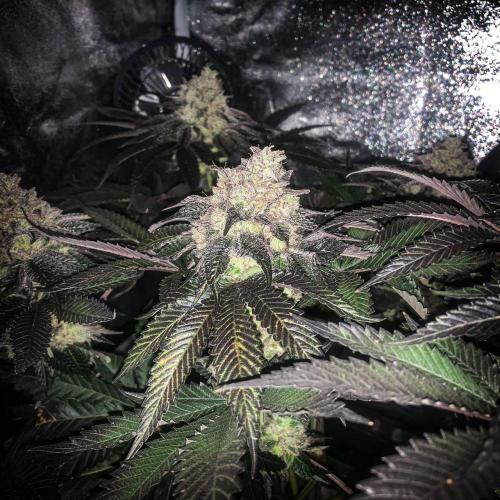 ØRGANIC • Runtz x Layer Cake. Week 11
