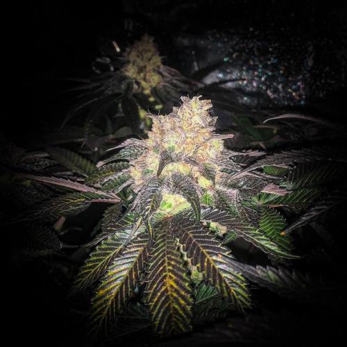 ØRGANIC • Runtz x Layer Cake. Week 11