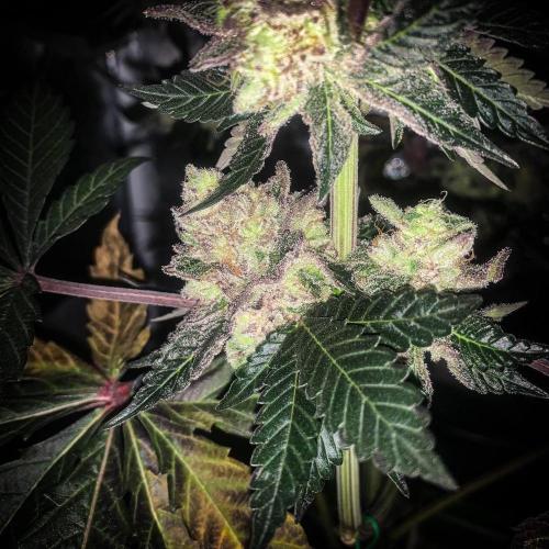 ØRGANIC • Runtz x Layer Cake. Week 11