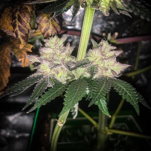 ØRGANIC • Runtz x Layer Cake. Week 11