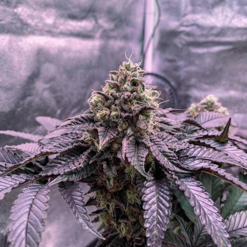 ØRGANIC • Runtz x Layer Cake. Week 11