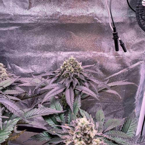 ØRGANIC • Runtz x Layer Cake. Week 11