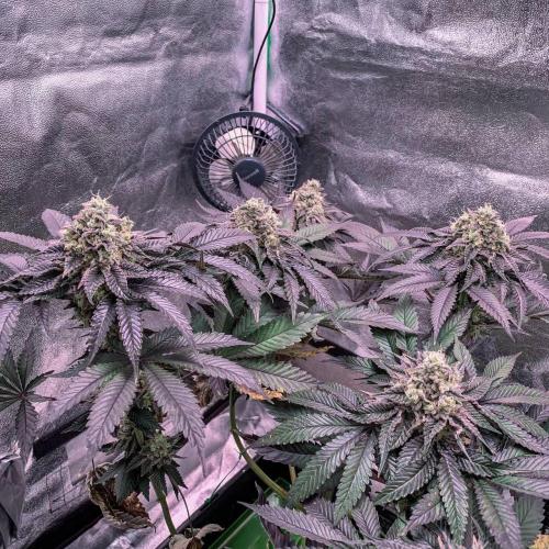 ØRGANIC • Runtz x Layer Cake. Week 11