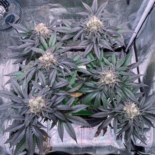 ØRGANIC • Runtz x Layer Cake. Week 11