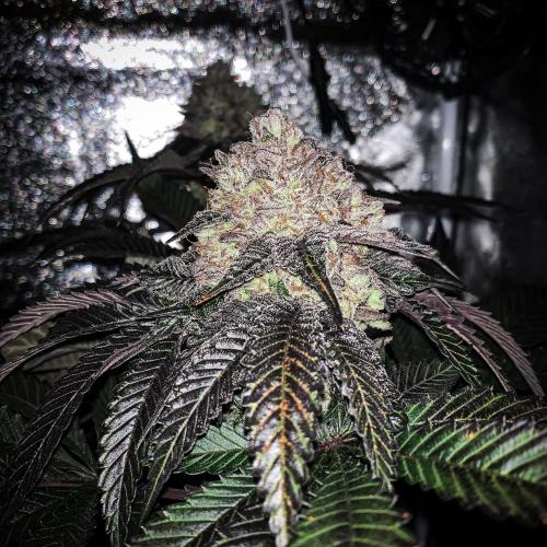 ØRGANIC • Runtz x Layer Cake. Week 12