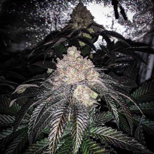 ØRGANIC • Runtz x Layer Cake. Week 12