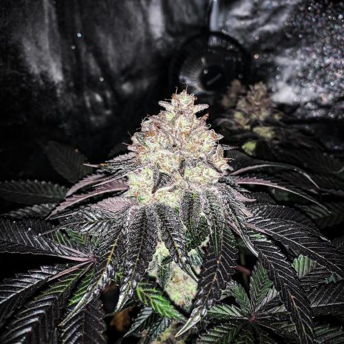 ØRGANIC • Runtz x Layer Cake. Week 12