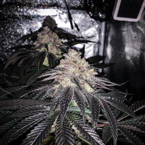 ØRGANIC • Runtz x Layer Cake. Week 12