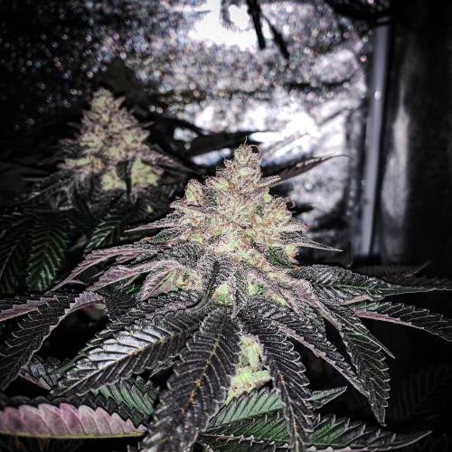 ØRGANIC • Runtz x Layer Cake. Week 12