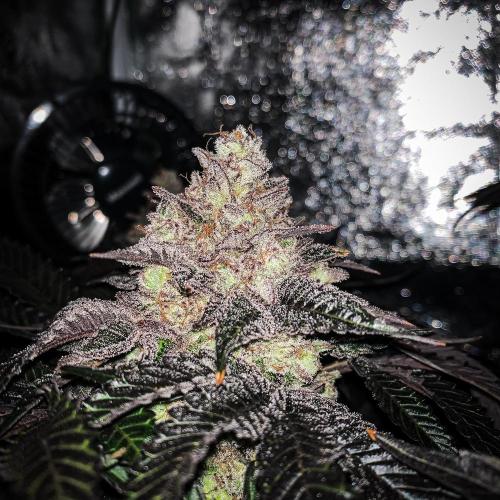 ØRGANIC • Runtz x Layer Cake. Week 12