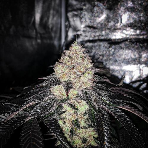 ØRGANIC • Runtz x Layer Cake. Week 12