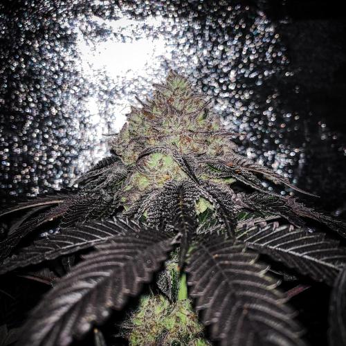 ØRGANIC • Runtz x Layer Cake. Week 12