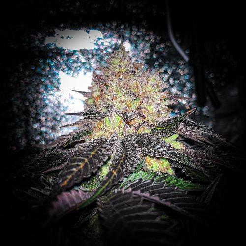ØRGANIC • Runtz x Layer Cake. Week 12
