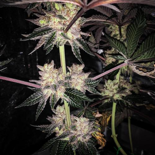 ØRGANIC • Runtz x Layer Cake. Week 12