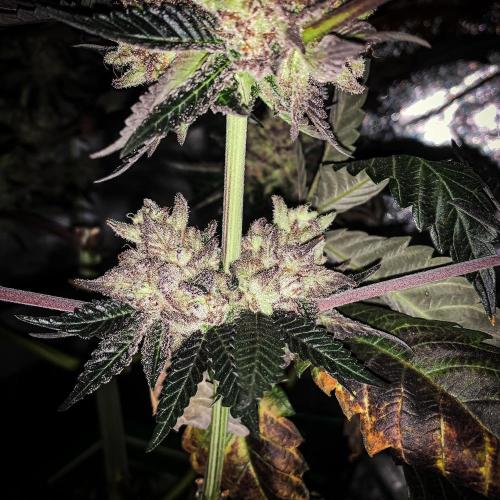 ØRGANIC • Runtz x Layer Cake. Week 12