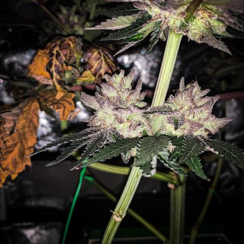 ØRGANIC • Runtz x Layer Cake. Week 12