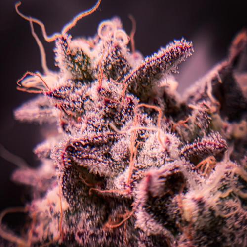 ØRGANIC • Runtz x Layer Cake. Week 12
