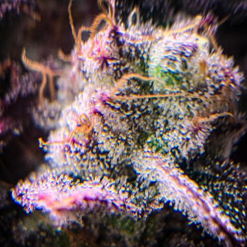 ØRGANIC • Runtz x Layer Cake. Week 12