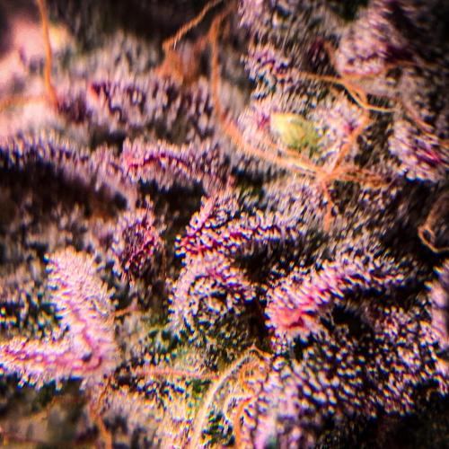 ØRGANIC • Runtz x Layer Cake. Week 12