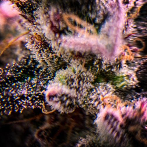 ØRGANIC • Runtz x Layer Cake. Week 12