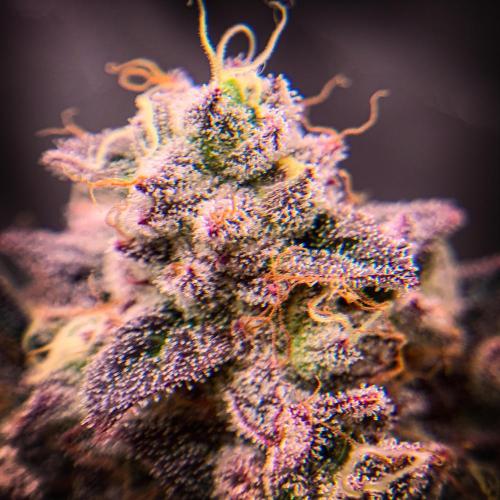 ØRGANIC • Runtz x Layer Cake. Week 12
