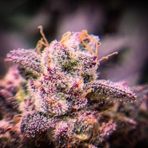 ØRGANIC • Runtz x Layer Cake. Week 12