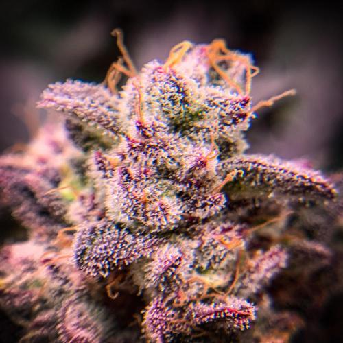 ØRGANIC • Runtz x Layer Cake. Week 12