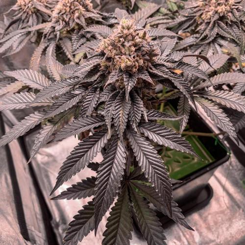 ØRGANIC • Runtz x Layer Cake. Week 12