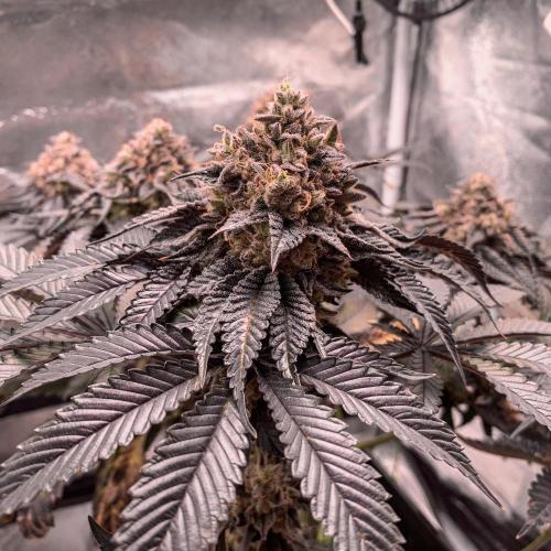 ØRGANIC • Runtz x Layer Cake. Week 12