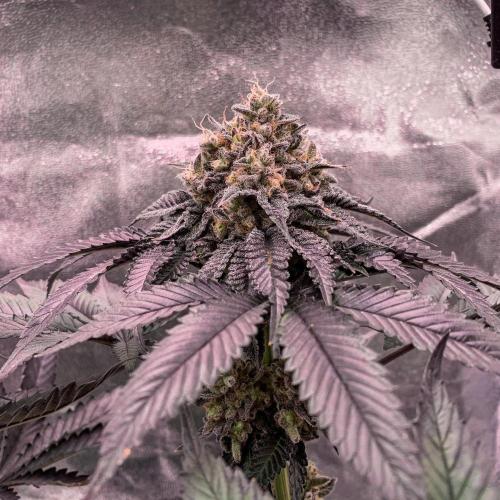 ØRGANIC • Runtz x Layer Cake. Week 12