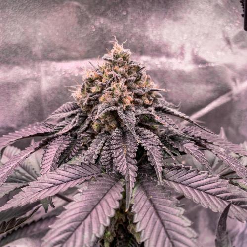 ØRGANIC • Runtz x Layer Cake. Week 12