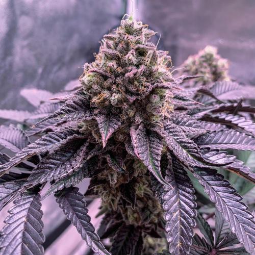 ØRGANIC • Runtz x Layer Cake. Week 12