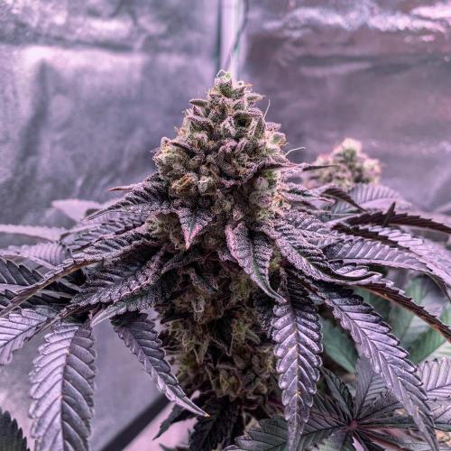 ØRGANIC • Runtz x Layer Cake. Week 12