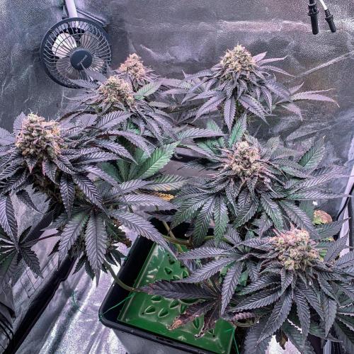 ØRGANIC • Runtz x Layer Cake. Week 12