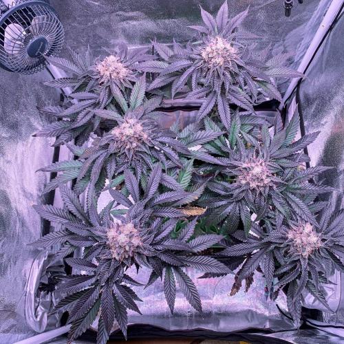 ØRGANIC • Runtz x Layer Cake. Week 12