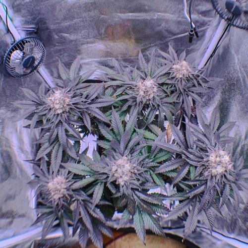 ØRGANIC • Runtz x Layer Cake. Week 12