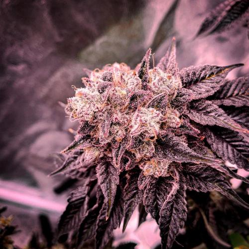 ØRGANIC • Runtz x Layer Cake. Week 13