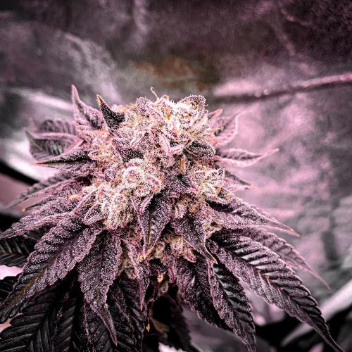 ØRGANIC • Runtz x Layer Cake. Week 13