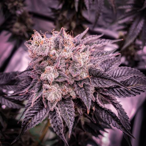 ØRGANIC • Runtz x Layer Cake. Week 13