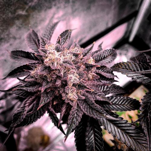 ØRGANIC • Runtz x Layer Cake. Week 13